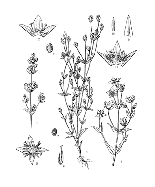 Natural compounds from  Swertia mussotii